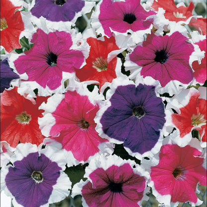 Petunia grandiflora F1 /12 seedlings per pot