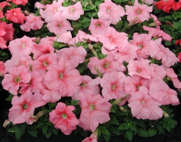 Petunia grandiflora F1 /12 seedlings per pot