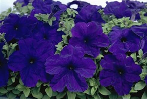 Petunia grandiflora F1 /12 seedlings per pot