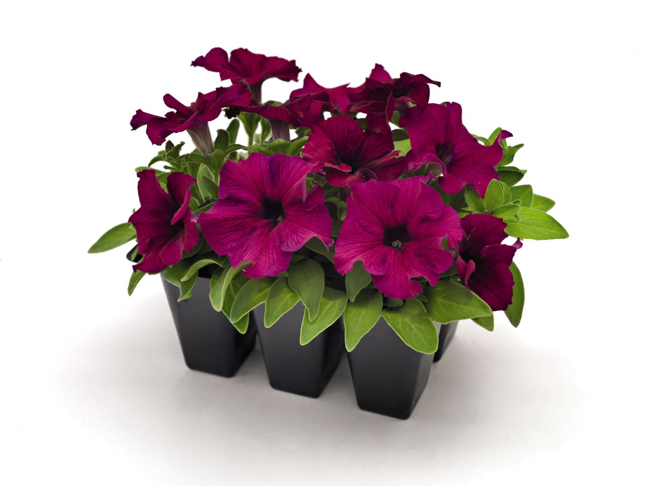 Petunia grandiflora F1 /12 seedlings per pot