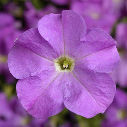 Petunia grandiflora F1 /12 seedlings per pot