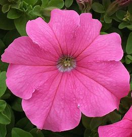 Petunia grandiflora F1 /12 seedlings per pot