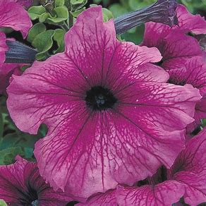 Petunia grandiflora F1 /12 seedlings per pot