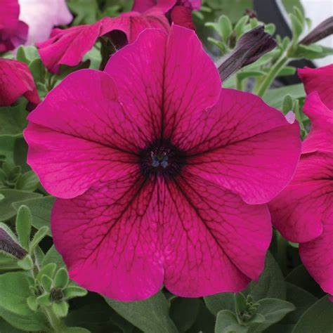 Petunia grandiflora F1 /12 seedlings per pot