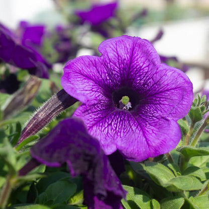 Petunia grandiflora F1 /12 seedlings per pot