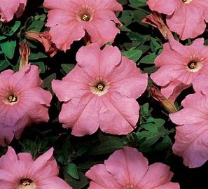 Petunia grandiflora F1 /12 seedlings per pot