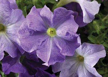 Petunia grandiflora F1 /12 seedlings per pot