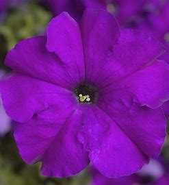 Petunia grandiflora F1 /12 seedlings per pot