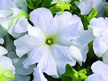 Petunia grandiflora F1 /12 seedlings per pot