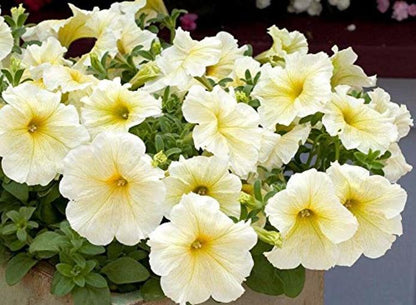 Petunia grandiflora F1 /12 seedlings per pot