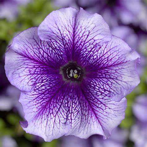 Petunia grandiflora F1 /12 seedlings per pot