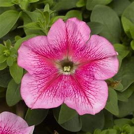 Petunia grandiflora F1 /12 seedlings per pot