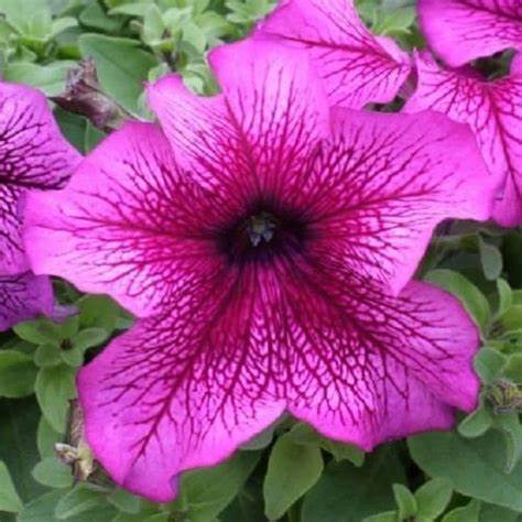 Petunia grandiflora F1 /12 seedlings per pot