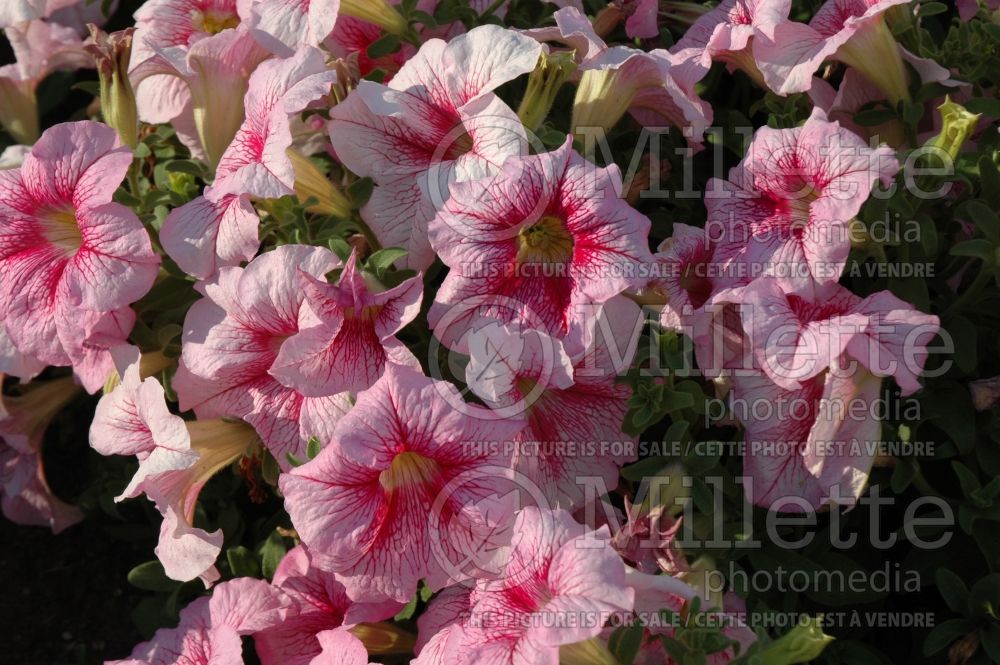 Petunia grandiflora F1 /12 seedlings per pot