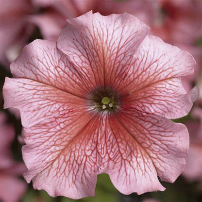 Petunia grandiflora F1 /12 seedlings per pot