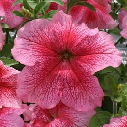 Petunia grandiflora F1 /12 seedlings per pot