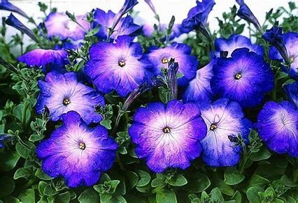 Petunia grandiflora F1 /12 seedlings per pot