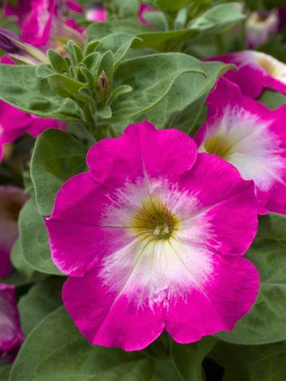 Petunia grandiflora F1 /12 seedlings per pot