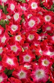 Petunia grandiflora F1 /12 seedlings per pot