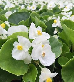 Begonia super olympia 12seedlings per pot