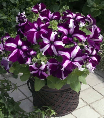 Petunia grandiflora F1 /12 seedlings per pot