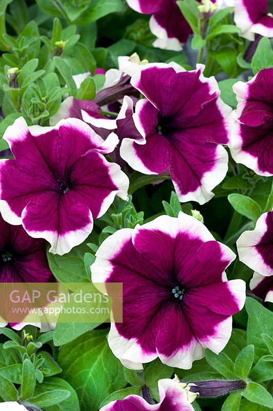 Petunia grandiflora F1 /12 seedlings per pot