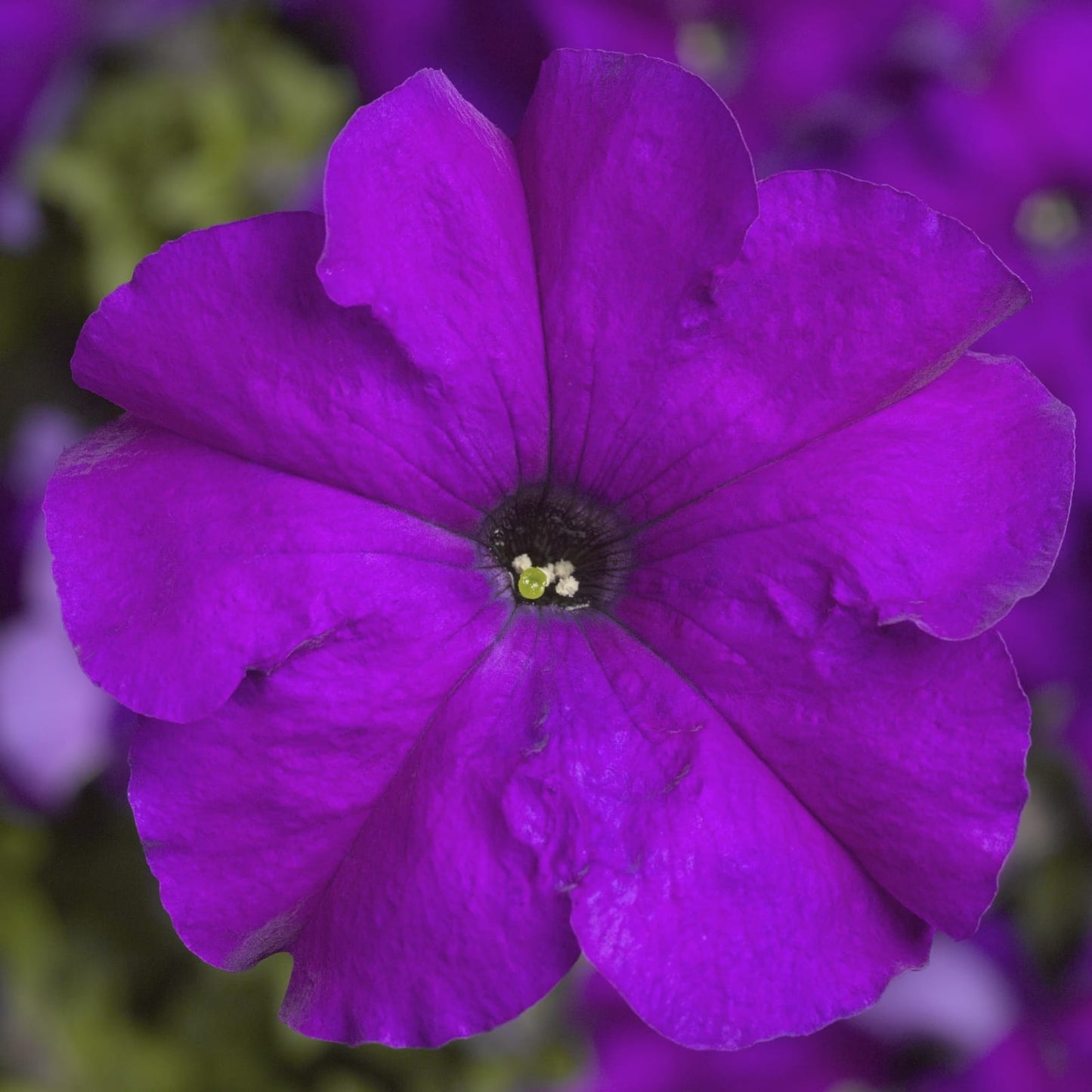 Petunia grandiflora F1 /12 seedlings per pot