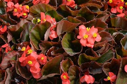 Begonia Cocktail 12seedlings per pot