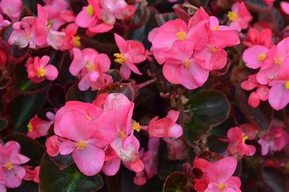 Begonia Cocktail 12seedlings per pot