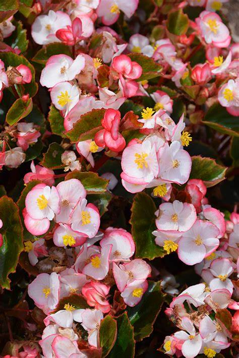 Begonia Cocktail 12seedlings per pot