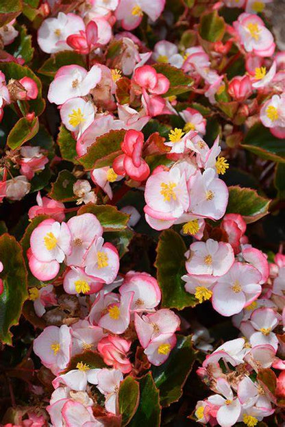 Begonia Cocktail 12seedlings per pot