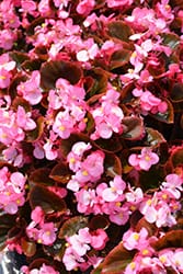 Begonia Cocktail 12seedlings per pot