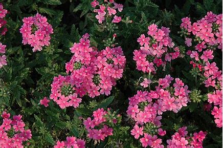 Verbena quartz 12seedlings per pot