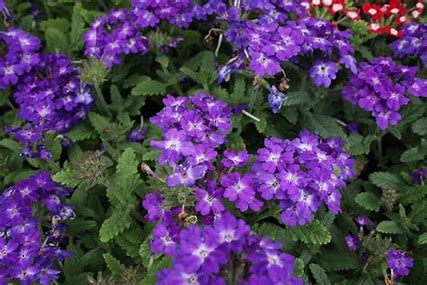 Verbena quartz 12seedlings per pot