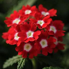 Verbena quartz 12seedlings per pot