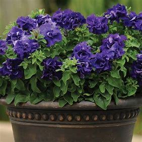 Petunia double grandiflora f1 / 12 seedlings per pot