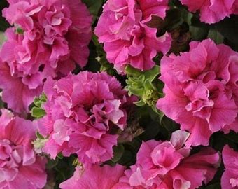 Petunia double grandiflora f1 / 12 seedlings per pot