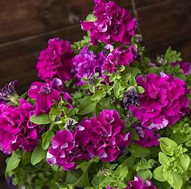 Petunia double grandiflora f1 / 12 seedlings per pot