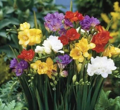 Freesia bulbs