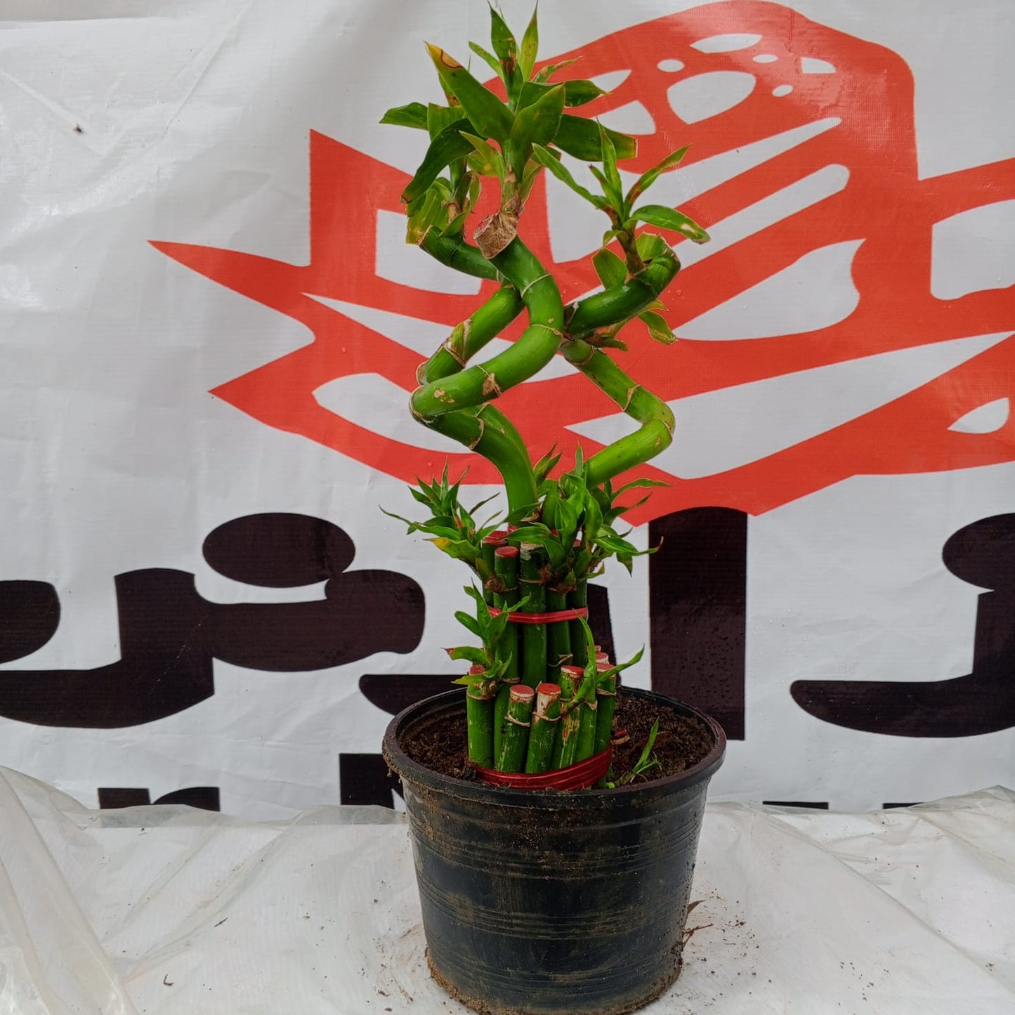 Lucky bamboo 2 step 3 Spiral  stick