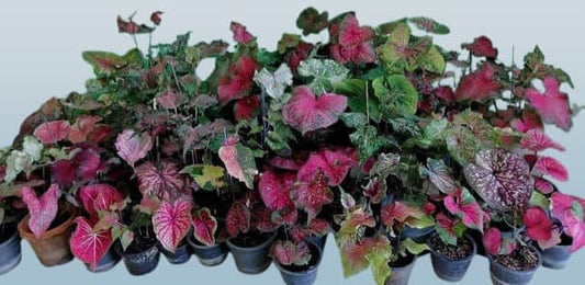 A  Caladium thai bulbs mix sizes, pack of 5