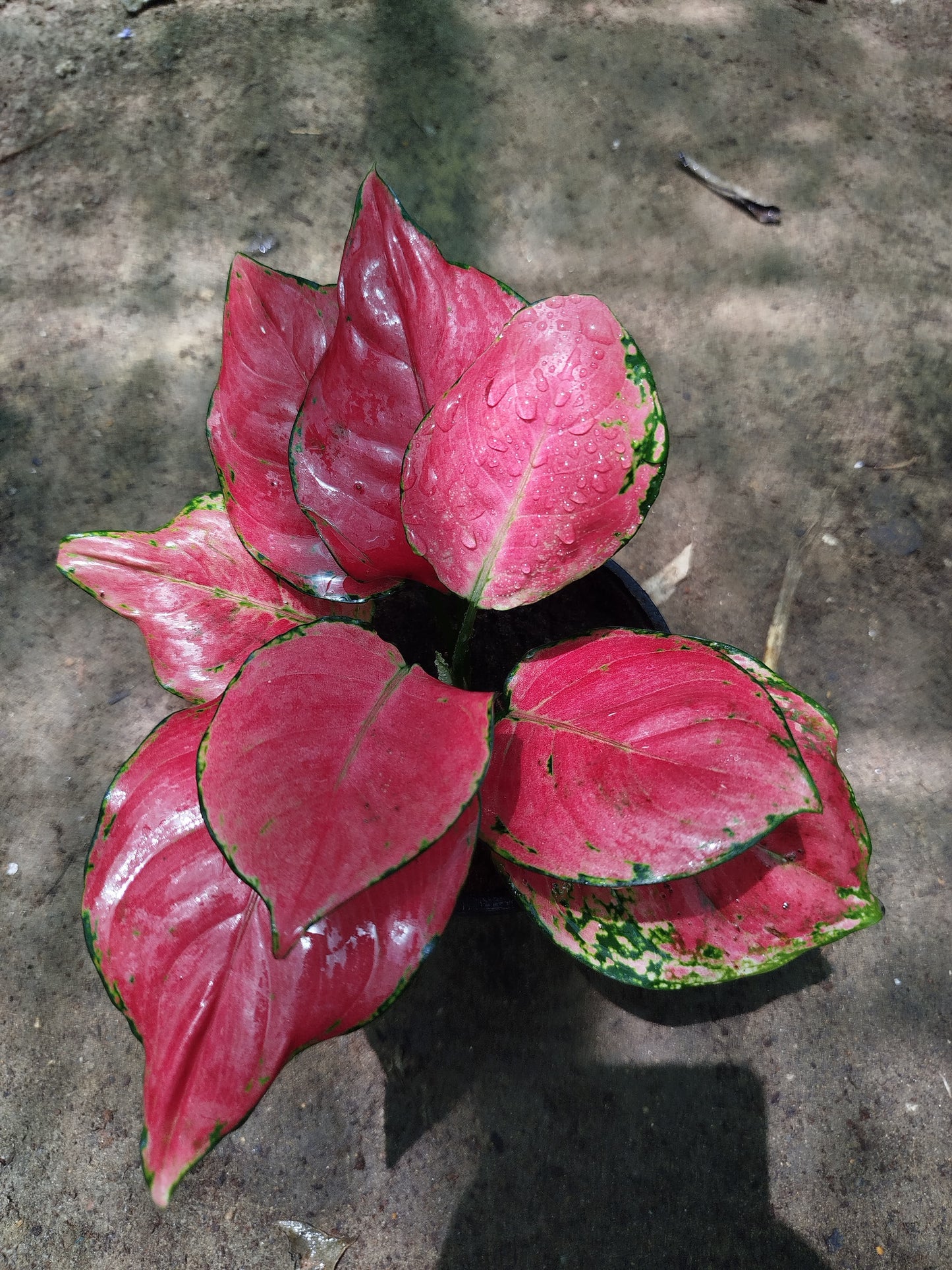 Aglaonema