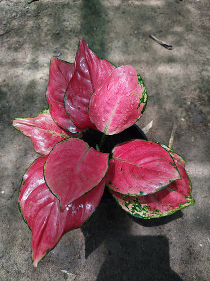 Aglaonema