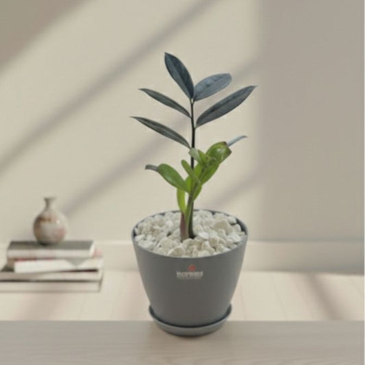 Zz black with gray clour pot