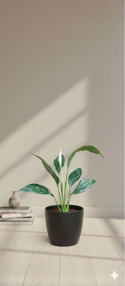 Peace lily (Spathiphyllum wallisii)