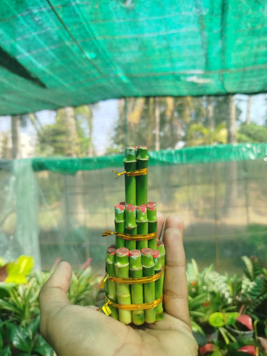 Lucky bamboo 3 step small