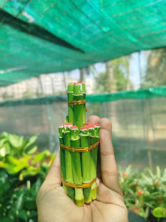 Lucky bamboo 2 step small