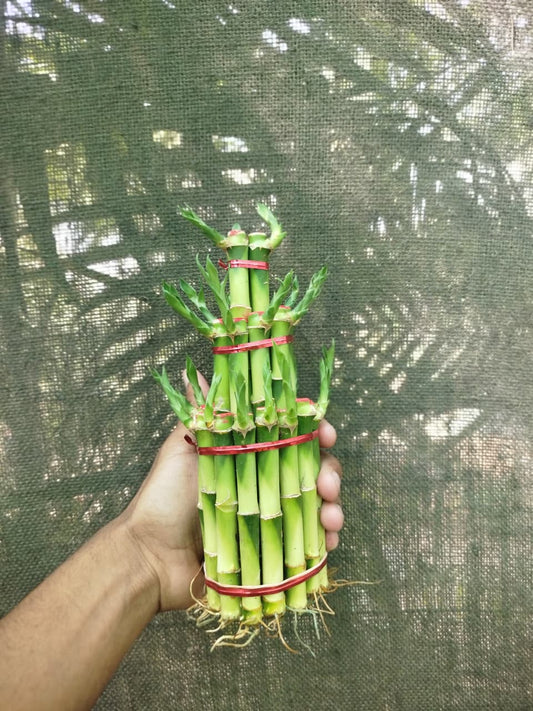 Lucky bamboo 3 step big