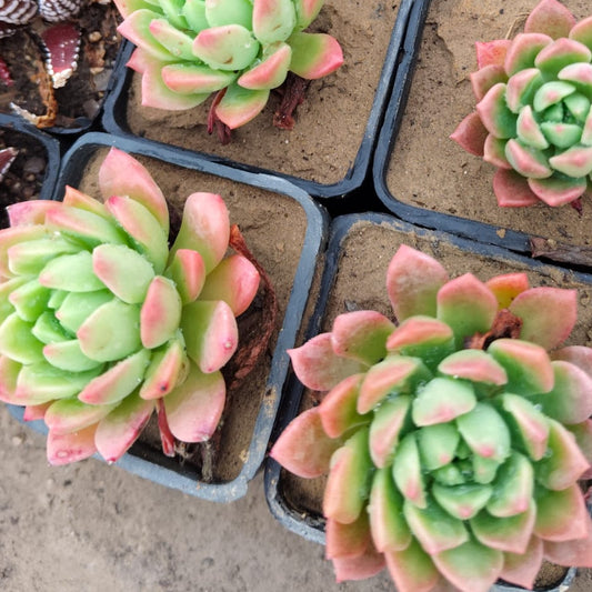 Sedum