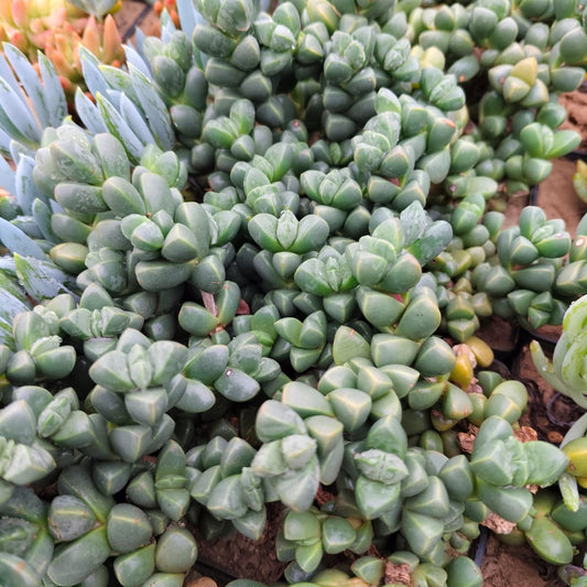 Ice plant